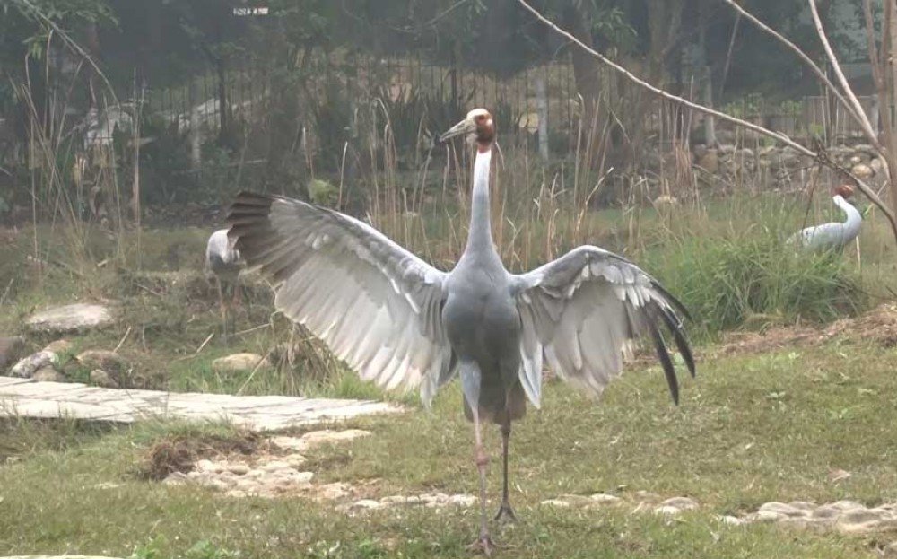 चराचुरुङ्गीकाे आकर्षणको केन्द्र बन्दै लुम्बिनी, जाडाे छल्न साइबेरियाबाट पनि आउँछन् चरा