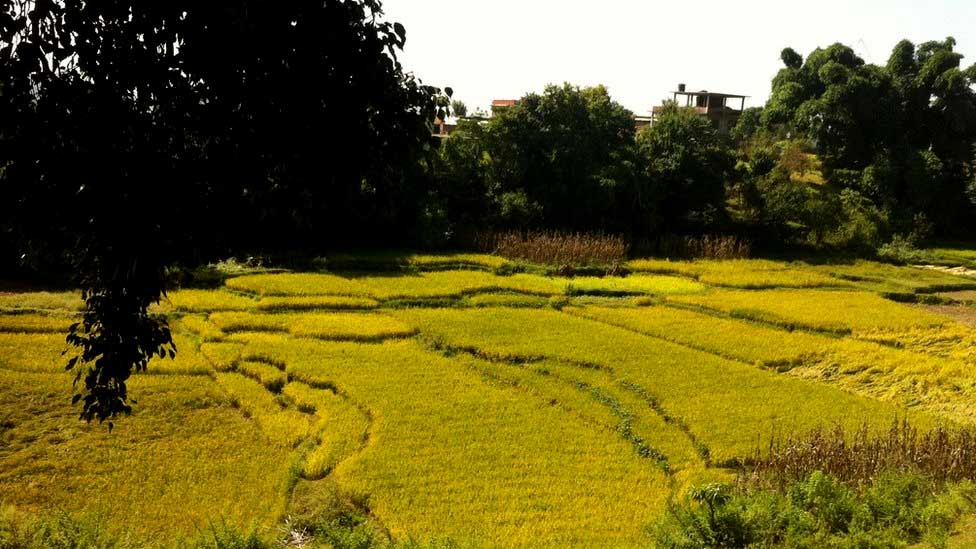 कृषियोग्य जमिन जोगाउन सरकारले अगाडि सा¥यो यस्तो नीति