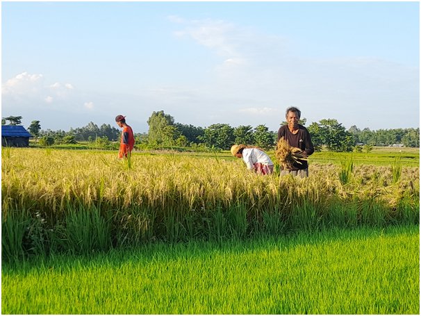 चैतेधानले पायो दोब्बर मूल्य, किसान उत्साहित