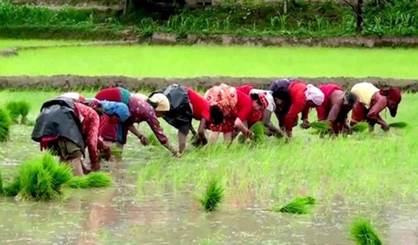 हालसम्म २७ प्रतिशत रोपाइँ