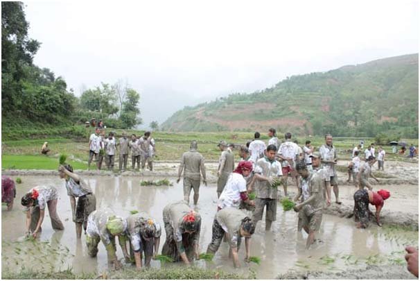 रामेछापमा अझै हुन सकेन धान रोपाइँ, खडेरीले बाली सुक्यो