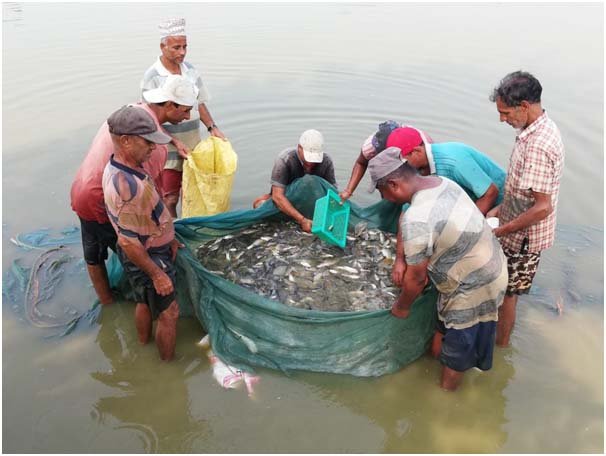 माछाका ‘ह्याचलिङ’मा  किसान आकर्षित