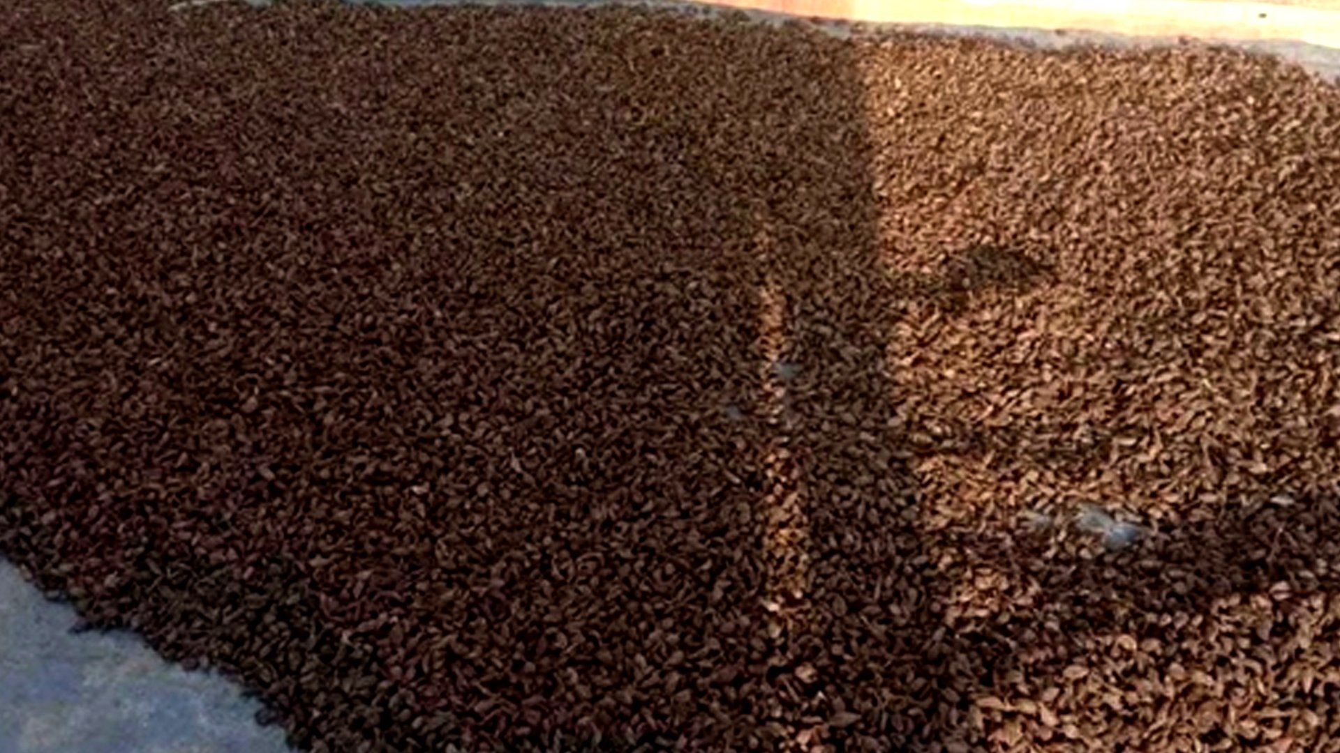 अलैँचीको मूल्य बढ्दा  भोजपुरका किसान उत्साहित