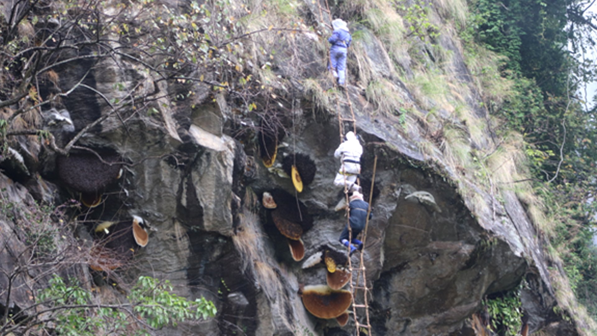 मह काढ्ने परम्परालाई जीवन्त राख्न पुस्ता हस्तान्तरण